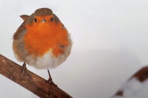 Hoe ga je om met faalangst - blogpost door Janneke Tiemissen